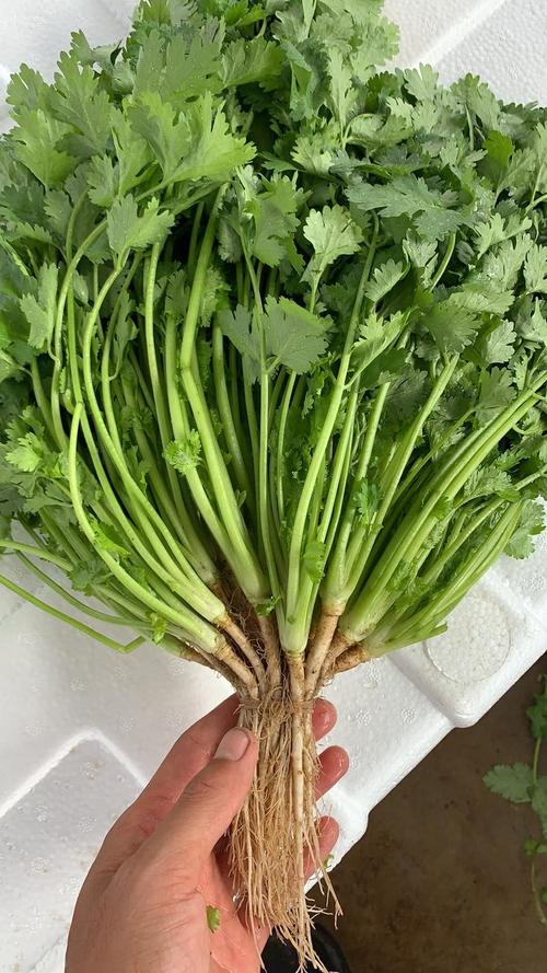 香菜