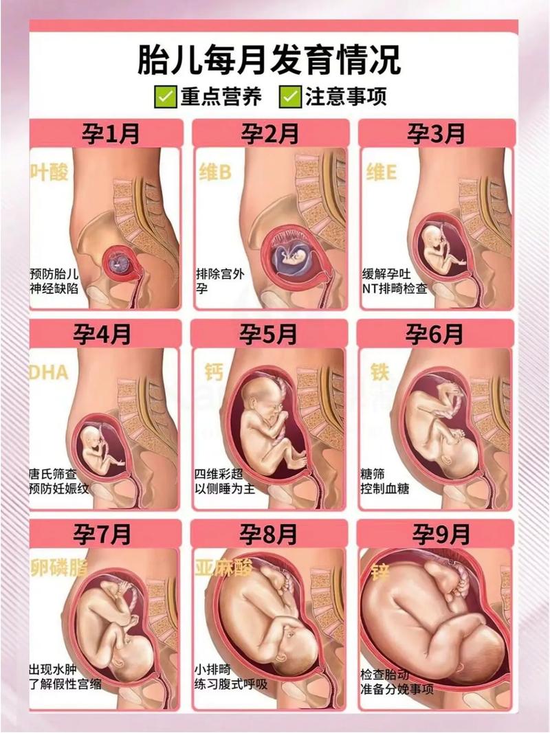 胚胎发育潜能