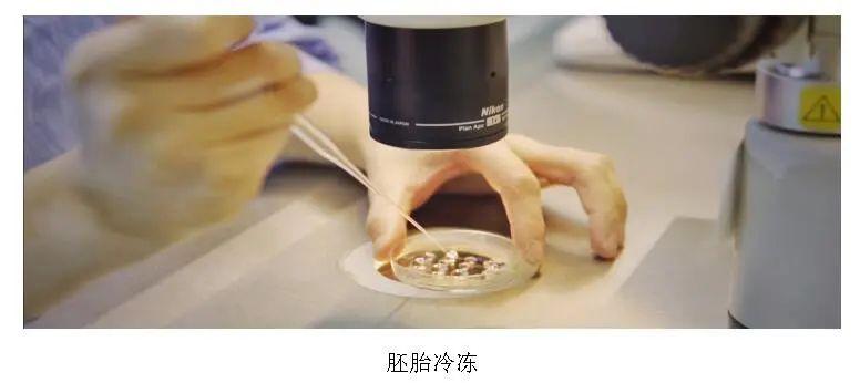 试管婴儿、冷冻胚胎移植、辅助生殖