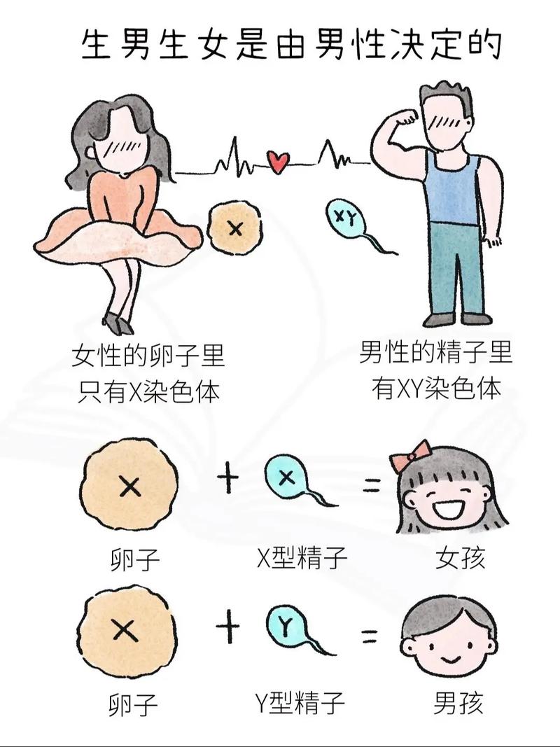 胎儿性别选择
