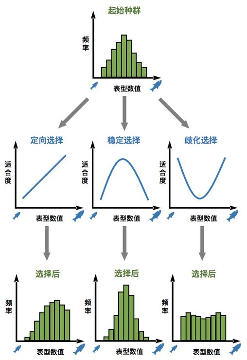 自然选择法则