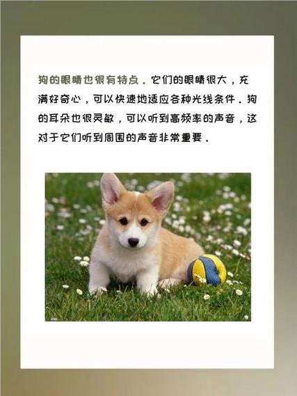 外观特点