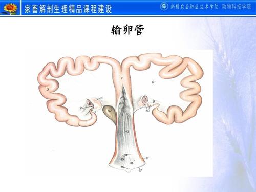 输卵管之母