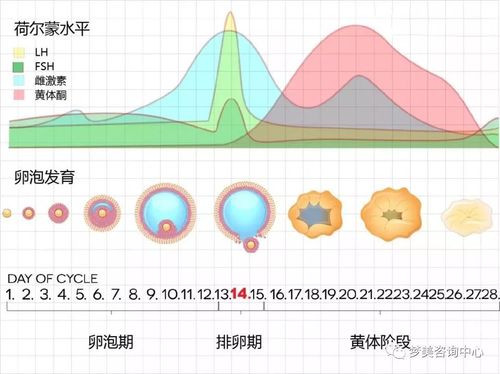 取卵数量