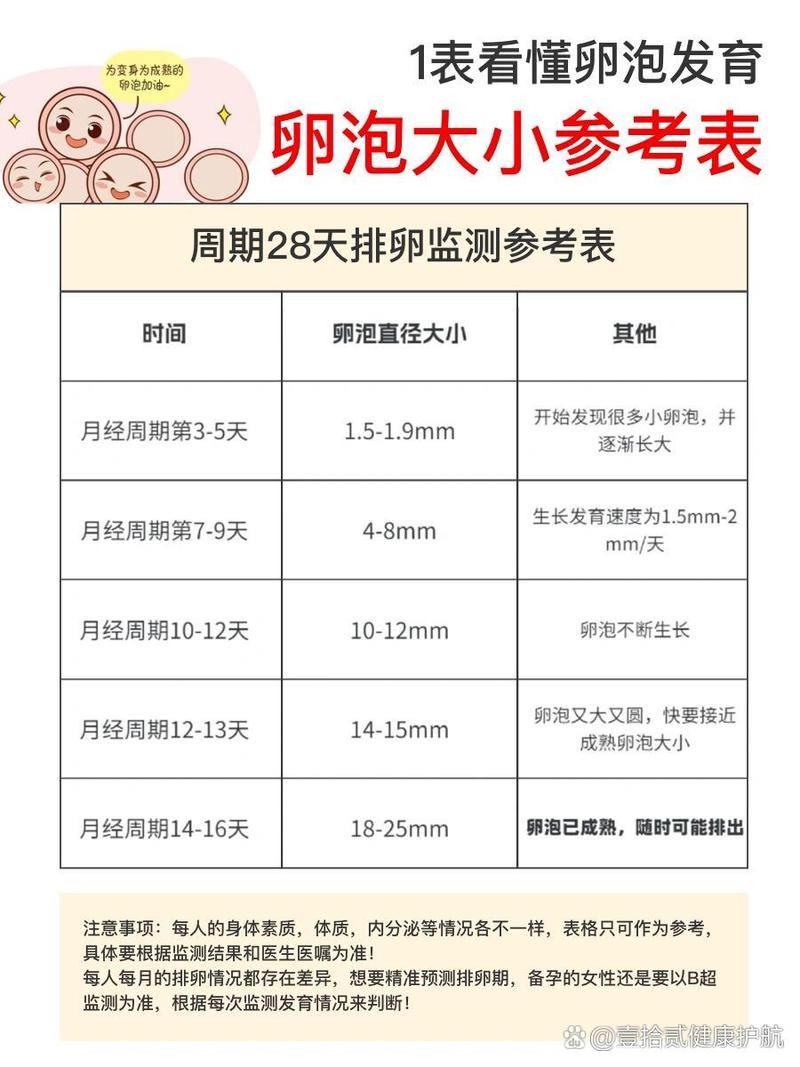 卵泡大小