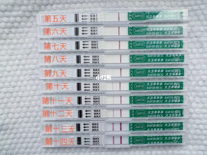 移植后 14 天