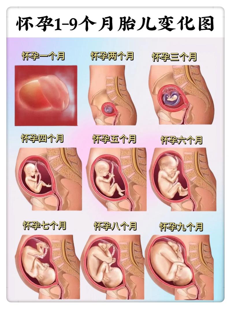 怀孕周期