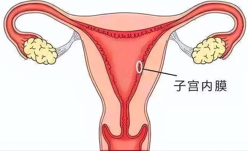 子宫内膜