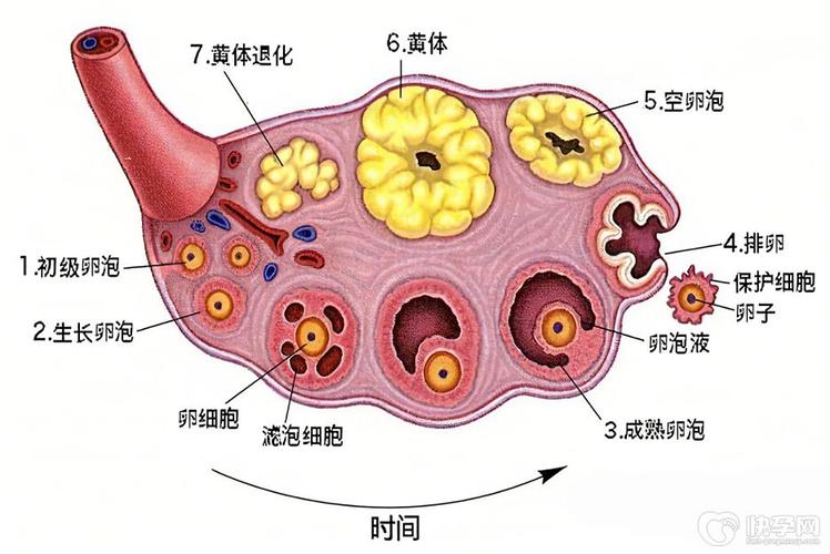 6 个卵泡