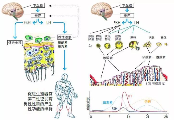 母体内分泌因素