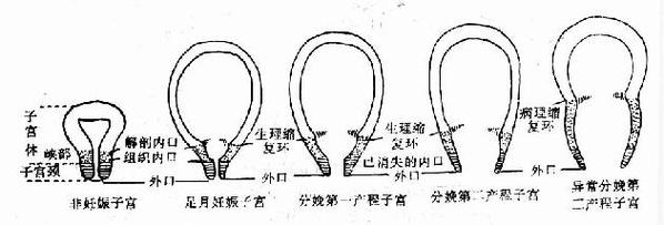 子宫下段