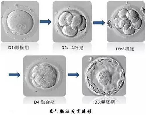 囊胚配对