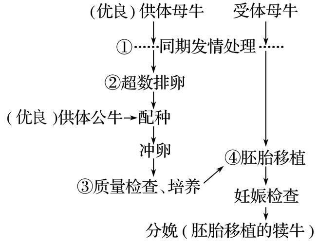 胚胎移植方式