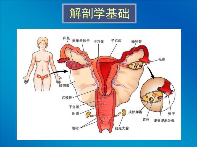 生殖系统