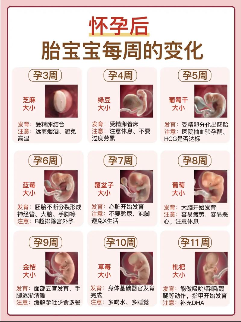 胚胎存活时间