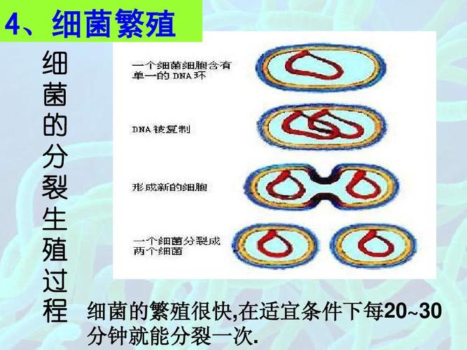 病菌繁殖