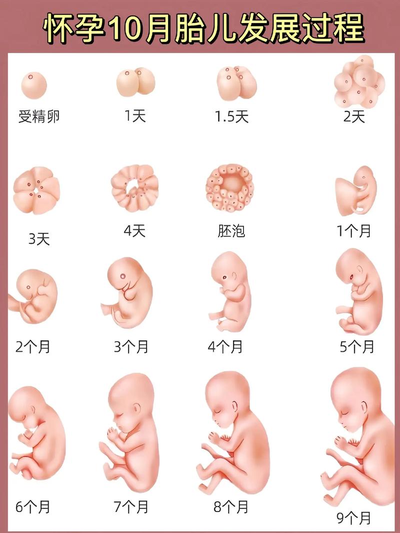 正常怀孕
