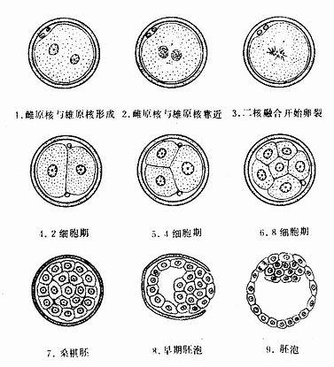 卵裂胚