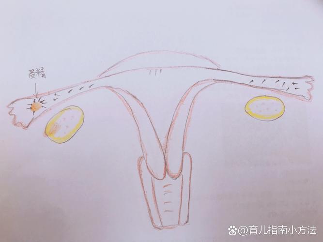  自然受孕