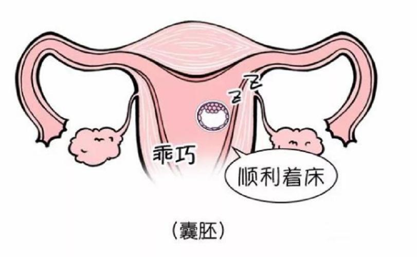 子宫着床