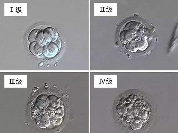 胚胎颜色