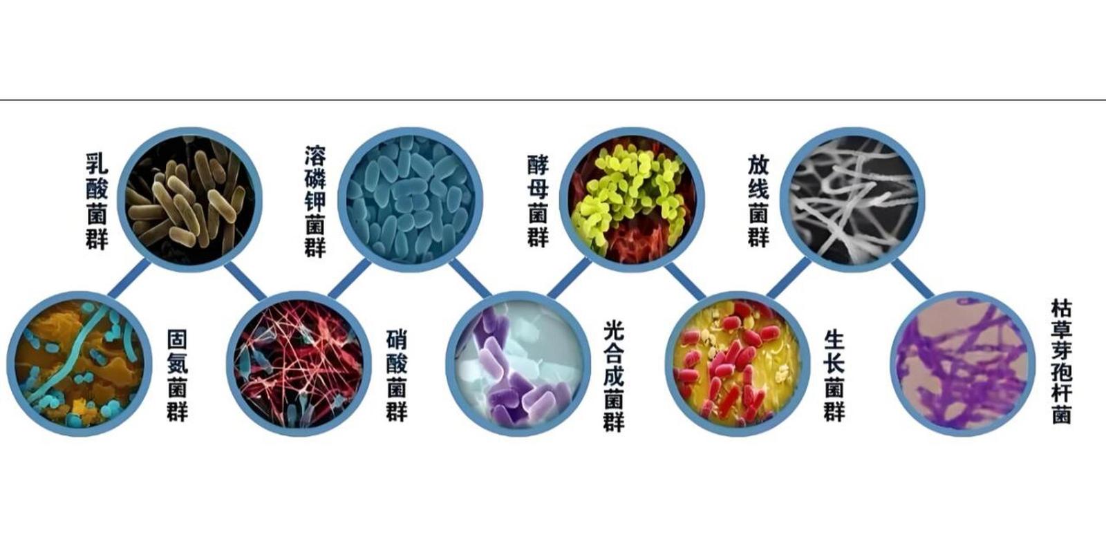 菌群