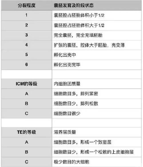胚胎质量评估