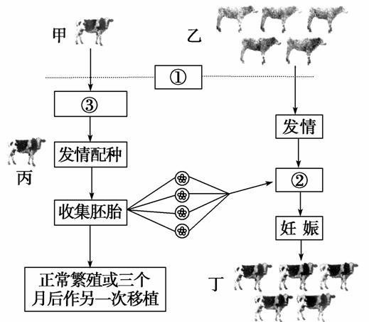  移植过程