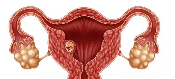 高龄女性、试管婴儿、卵子质量、子宫内膜容受性