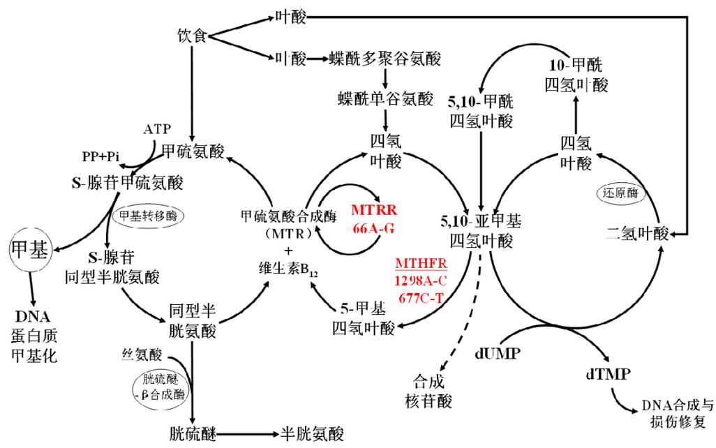 叶酸代谢