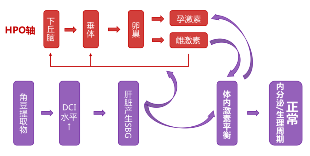  内分泌因素