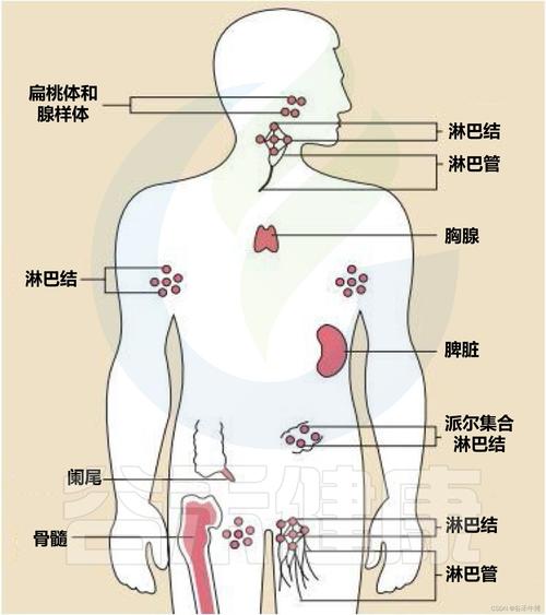 免疫系统