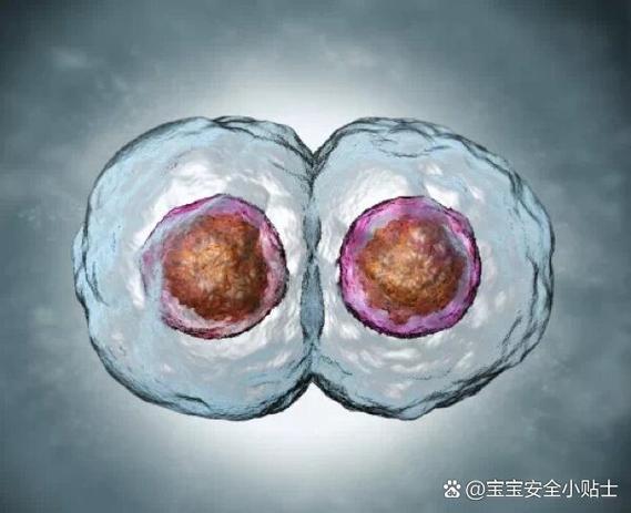 试管婴儿、双胞胎、成功率、医疗技术