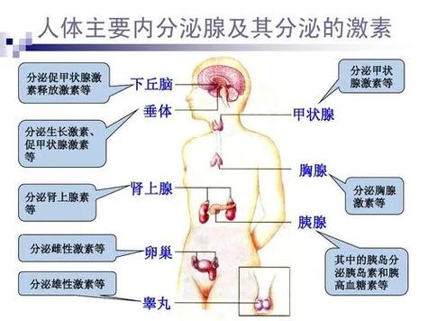 内分泌疾病