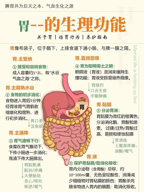 肠胃功能