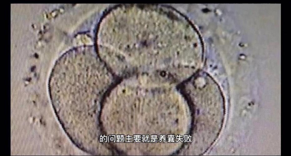 养囊失败