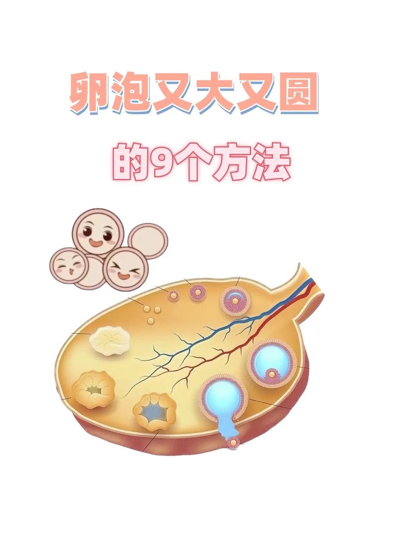 卵泡获取