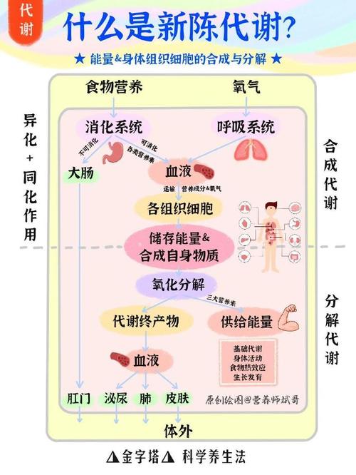  代谢状况