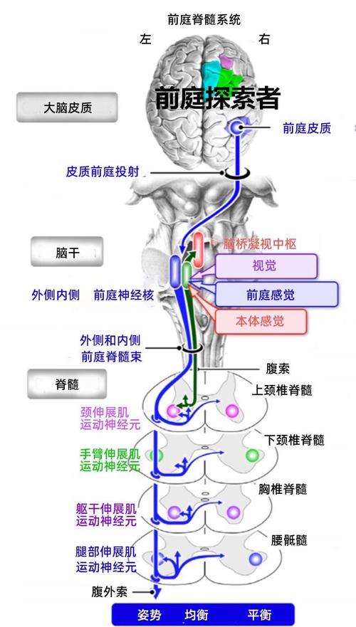  解剖因素