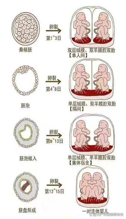  胚胎分裂