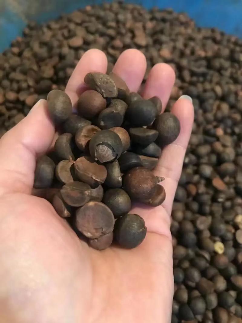 茶油