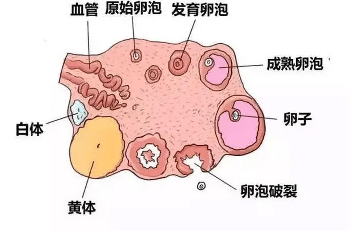 卵泡不生长