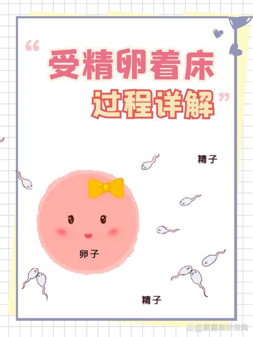 试管婴儿着床过程详解：是否意味着怀孕成功？