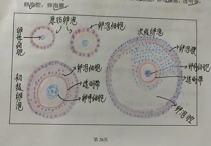 卵泡形状