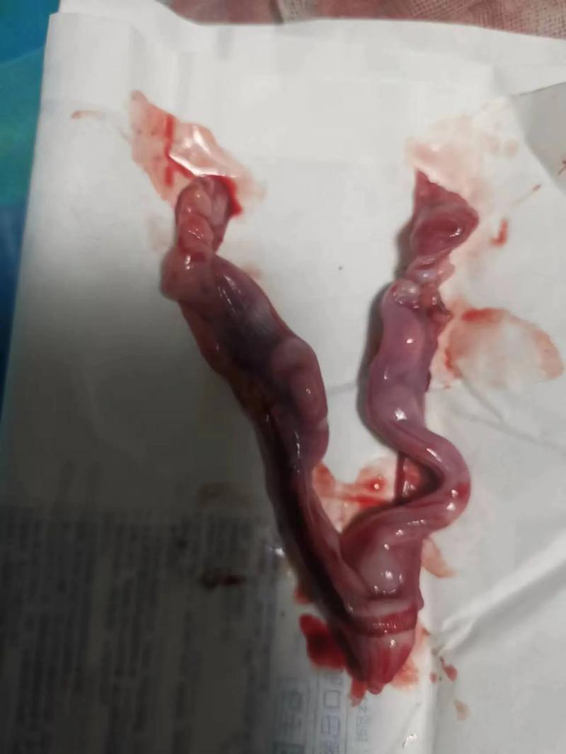 胚胎成熟不良
