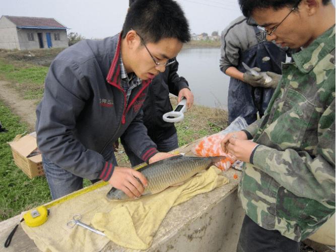 试管婴儿、生殖技术、草鱼养殖、水产养殖