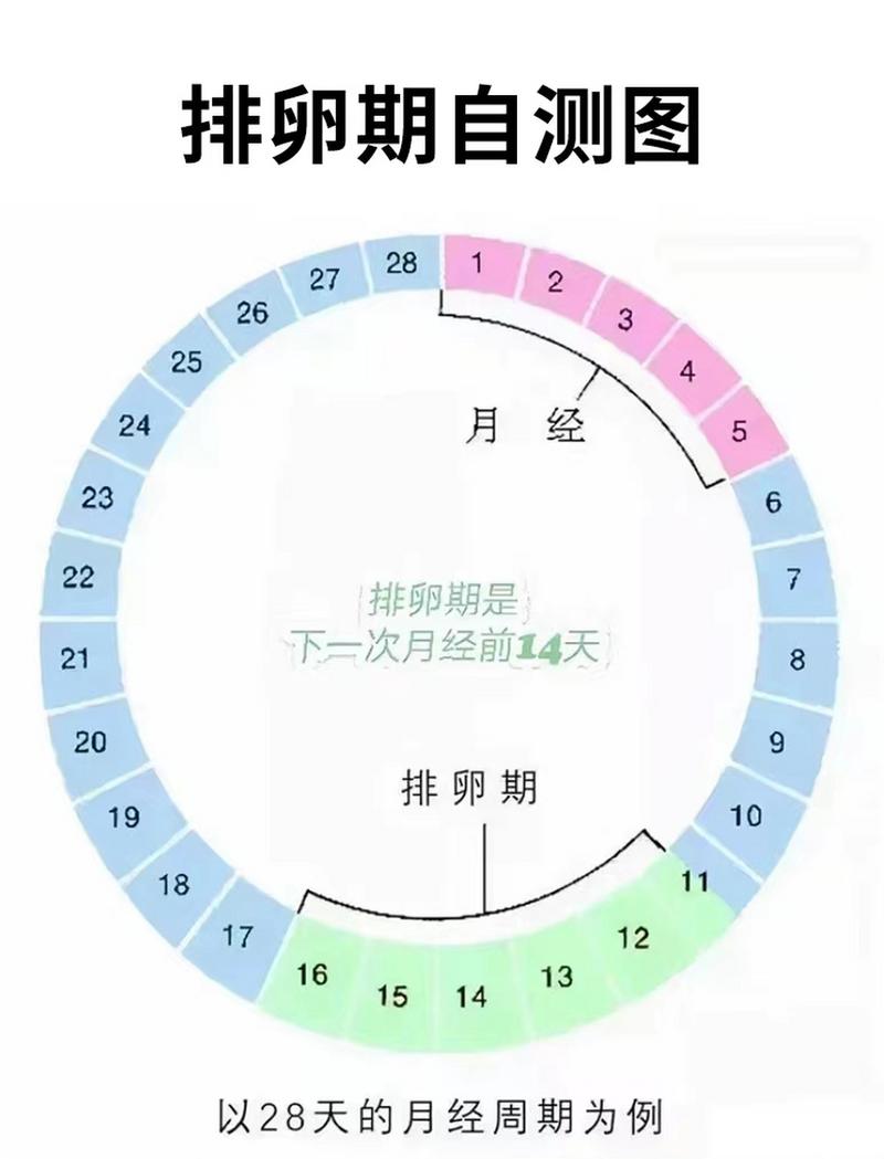 排卵期预测