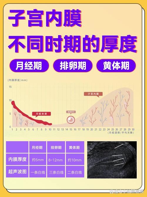 32 岁女性、试管婴儿、成功率、卵子质量、精子质量、子宫内膜环境