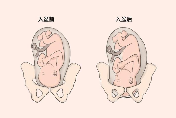 胚胎植入前