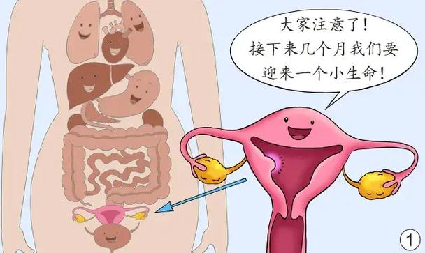 子宫不具备妊娠功能
